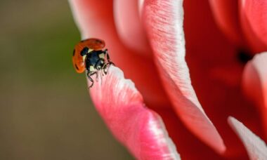 Médicos encontram joaninha viva dentro do intestino de homem durante colonoscopia