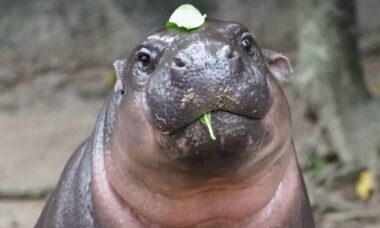 Bebê hipopótamo que se tornou celebridade na Tailândia celebra seu primeiro aniversário