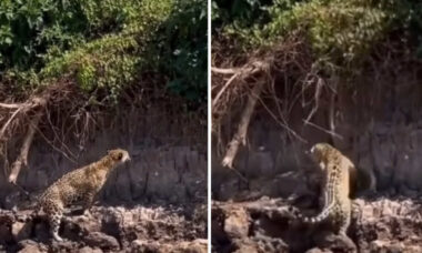 Vídeo viral mostra sucuri sendo atacada por onça-pintada após cair de árvore no Brasil