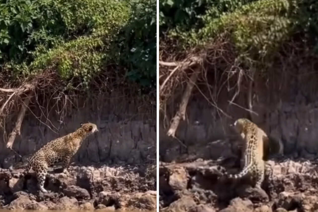 Vidéo virale montrant un anaconda attaqué par un jaguar après être tombé d'un arbre au Brésil