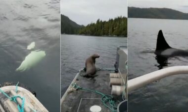 Leão-marinho tenta escapar de orcas pulando em barco e vídeo viraliza