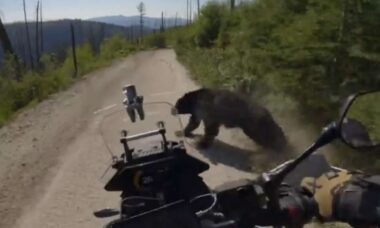 Vídeo: Motociclista atropela urso e sobrevive para contar a história (Foto: Reddit)