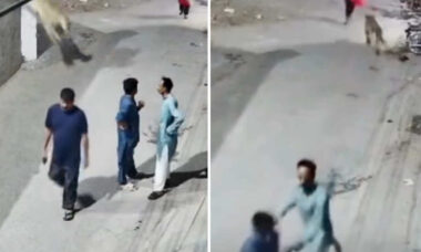 Vídeo mostra momento em que "leão de estimação" ataca mãe e duas crianças após fugir de fazenda