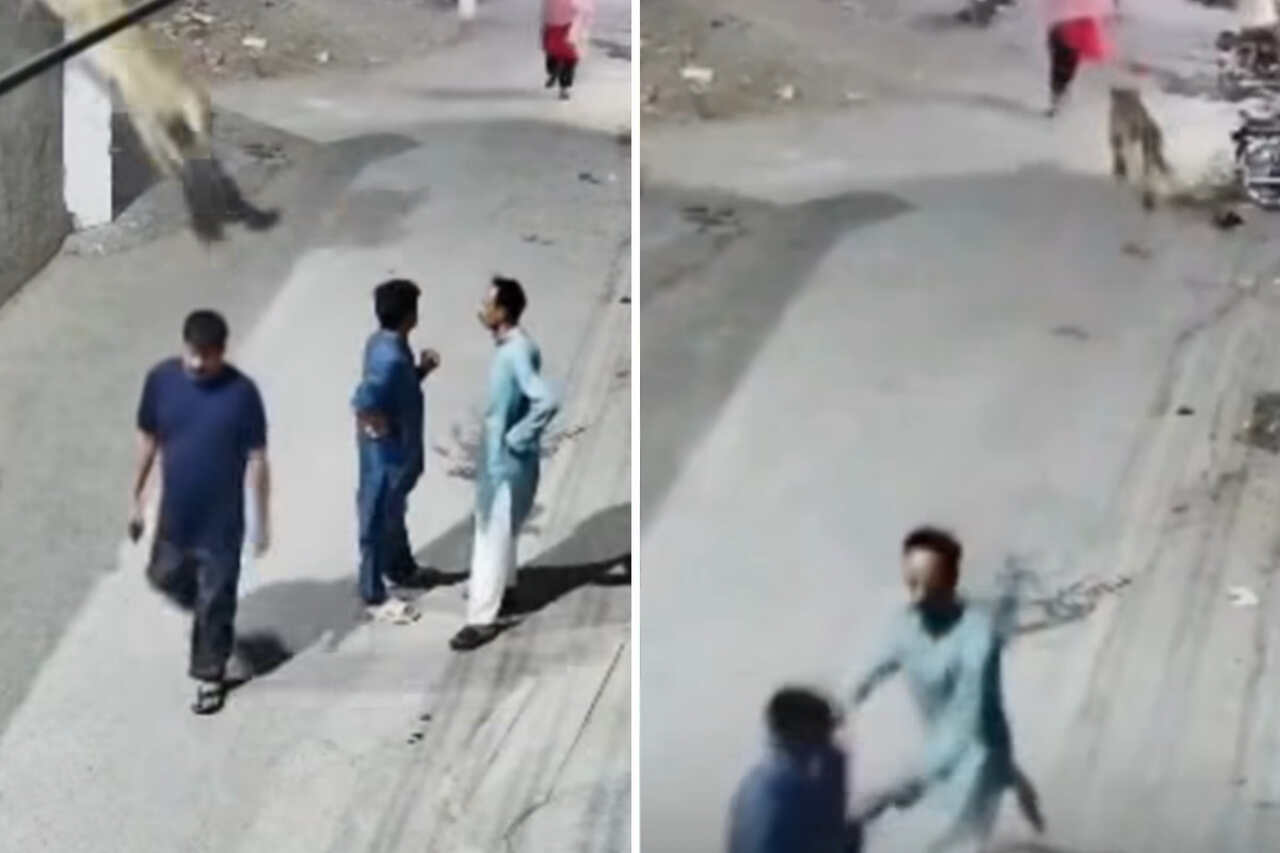 Video shows moment 'pet lion' attacks mother and two children after escaping from farm