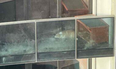 Cachorro ganha nova vida após vídeo viral que mostra ele preso em varanda de apartamento